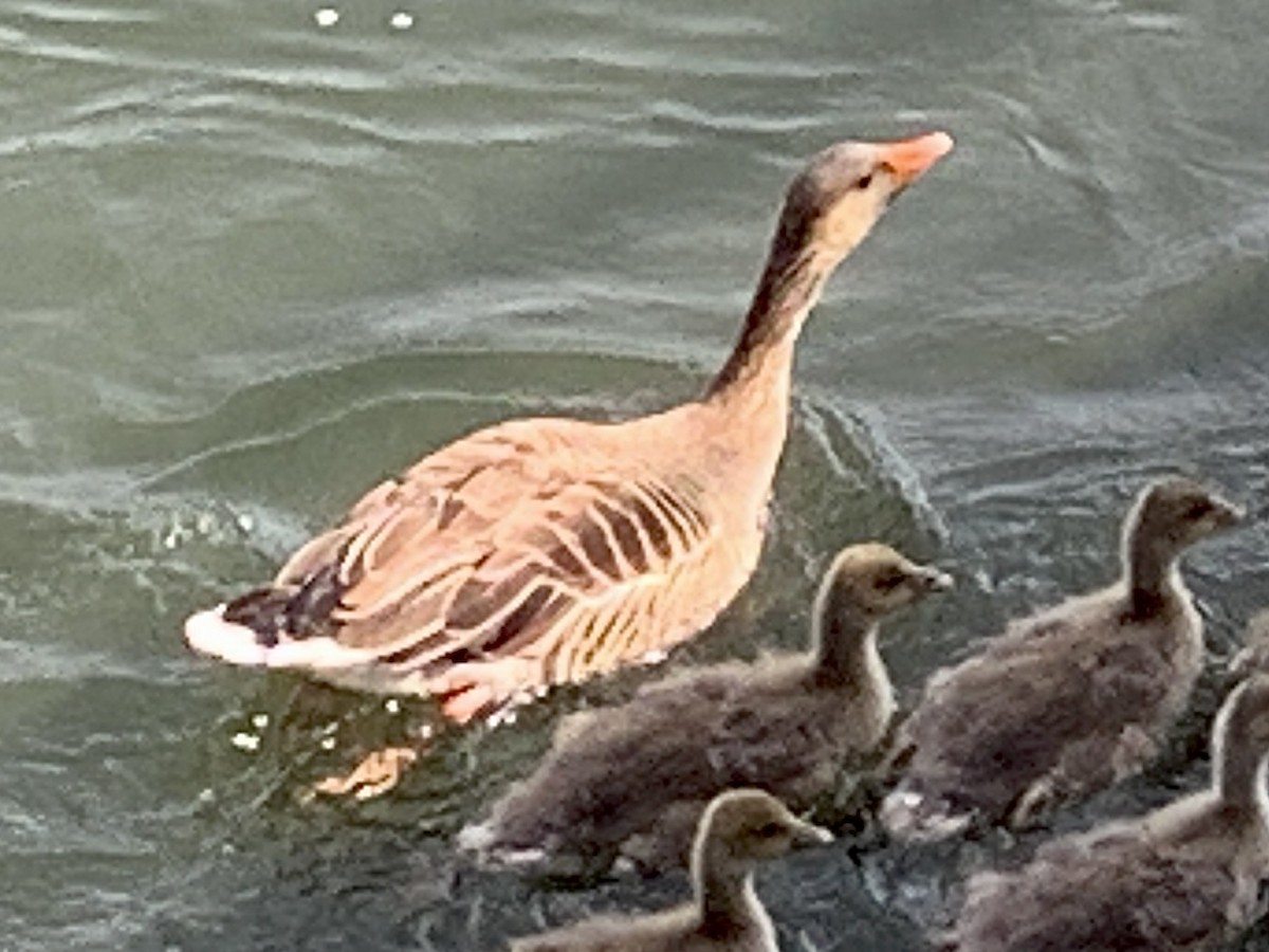 Graylag Goose - David Rogers