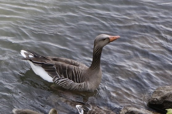 Graylag Goose - David Rogers