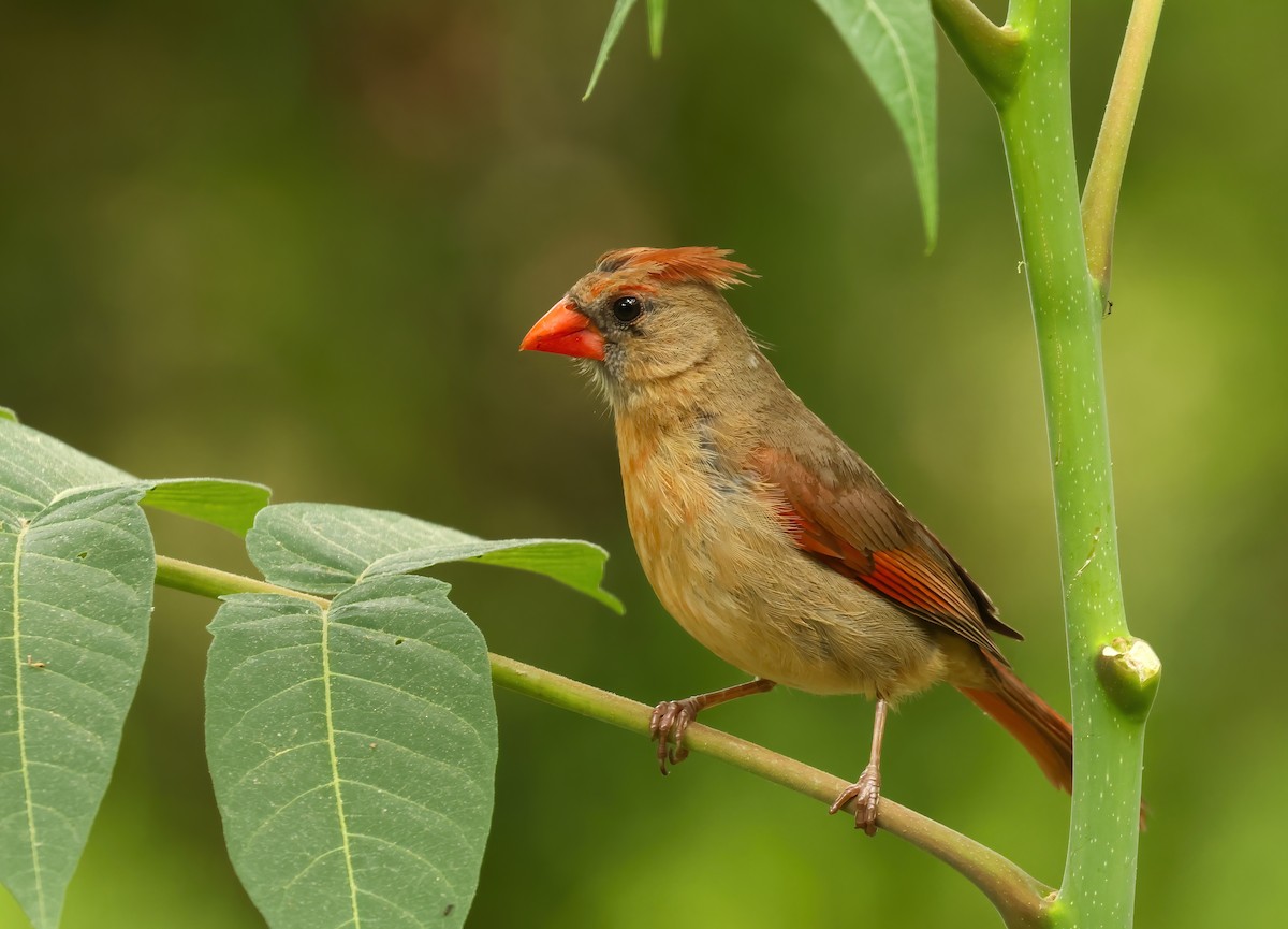 Northern Cardinal - Thomas Smith