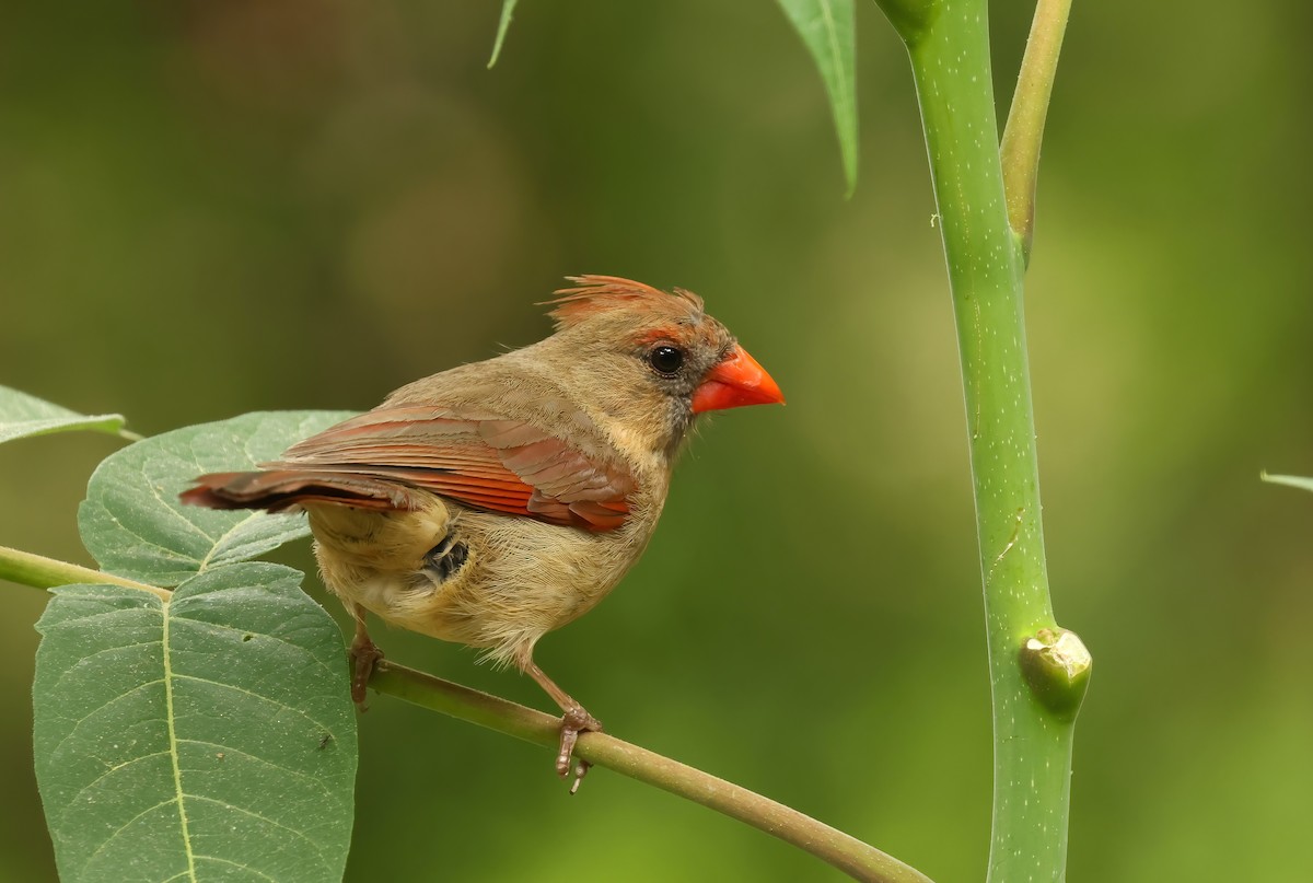 Northern Cardinal - Thomas Smith