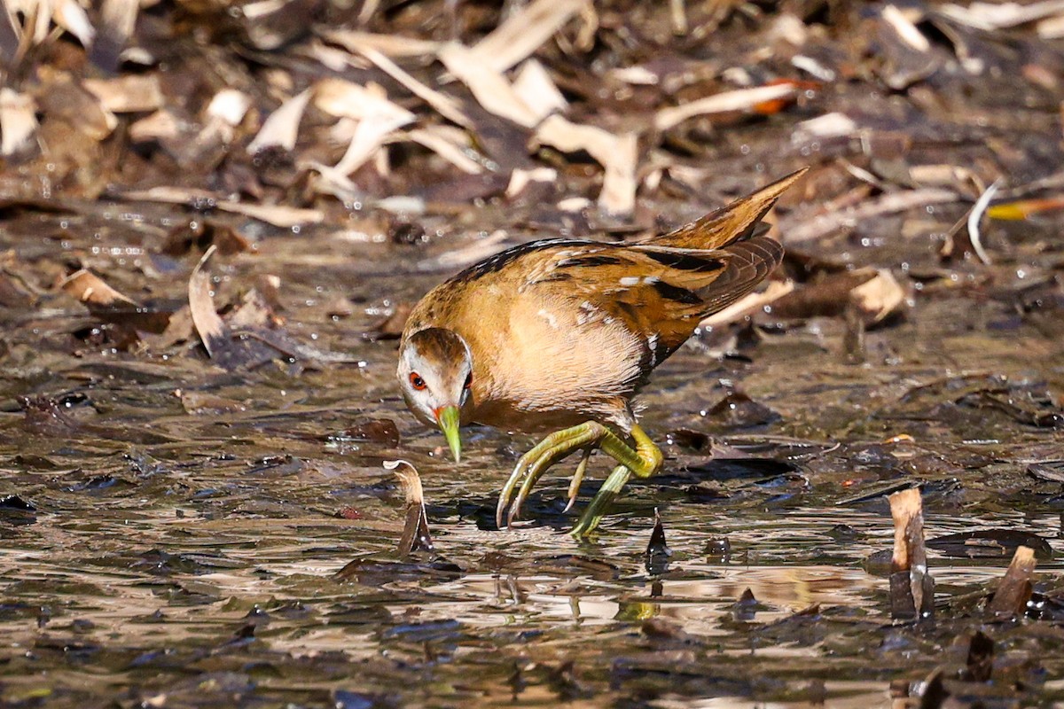 Little Crake - ML618254530