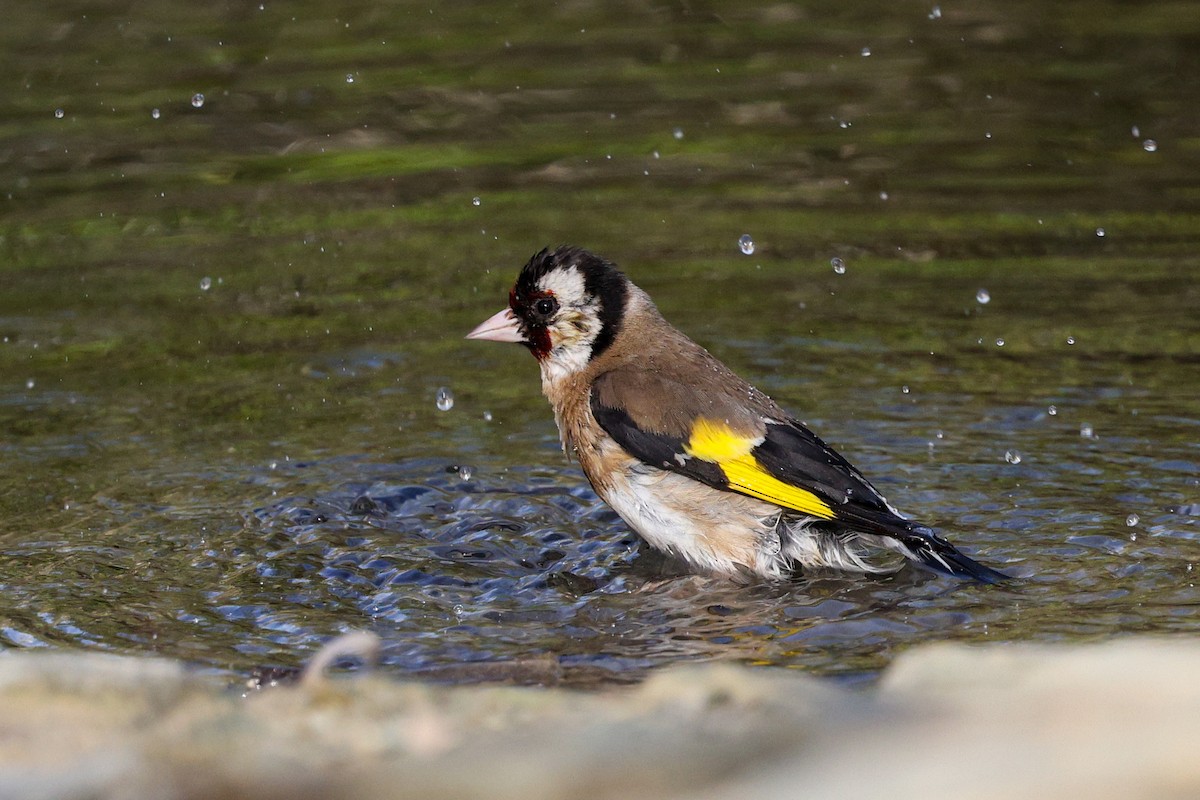 European Goldfinch - Gretchen Locy