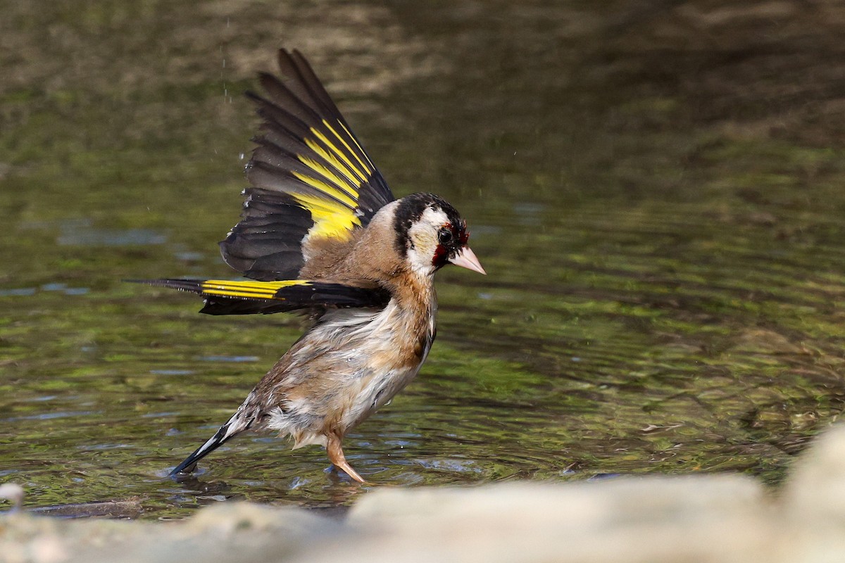 European Goldfinch - Gretchen Locy