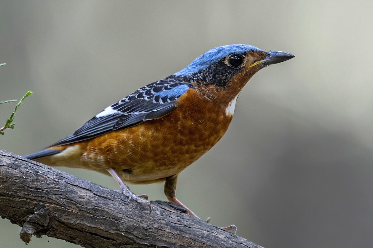 White-throated Rock-Thrush - Su Li