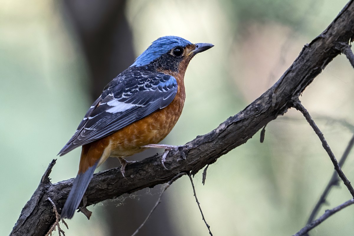White-throated Rock-Thrush - ML618254544