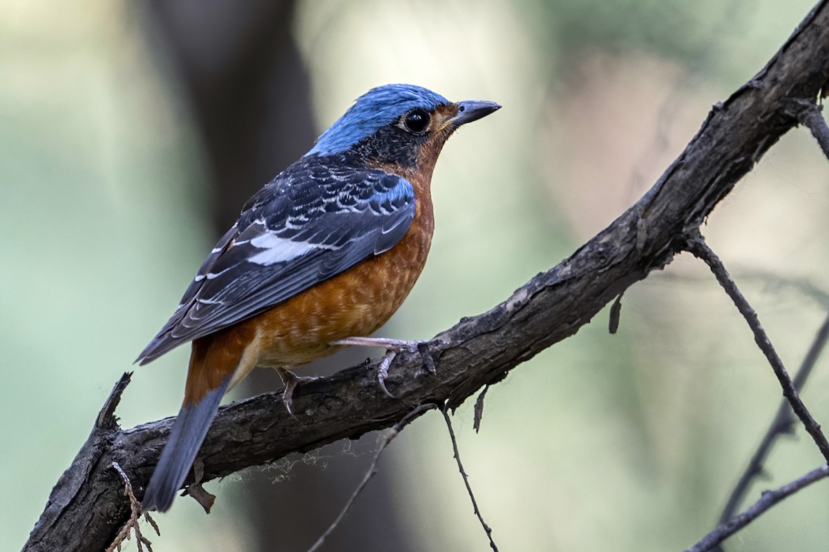 White-throated Rock-Thrush - Su Li