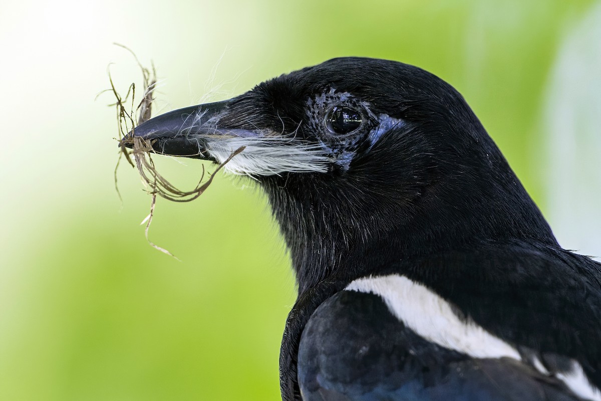 Oriental Magpie - Su Li