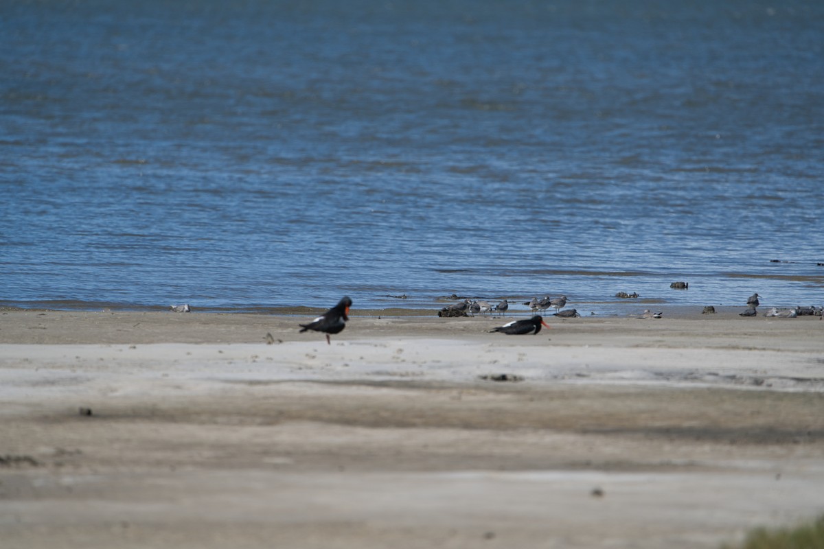 Pied Oystercatcher - ML618254581