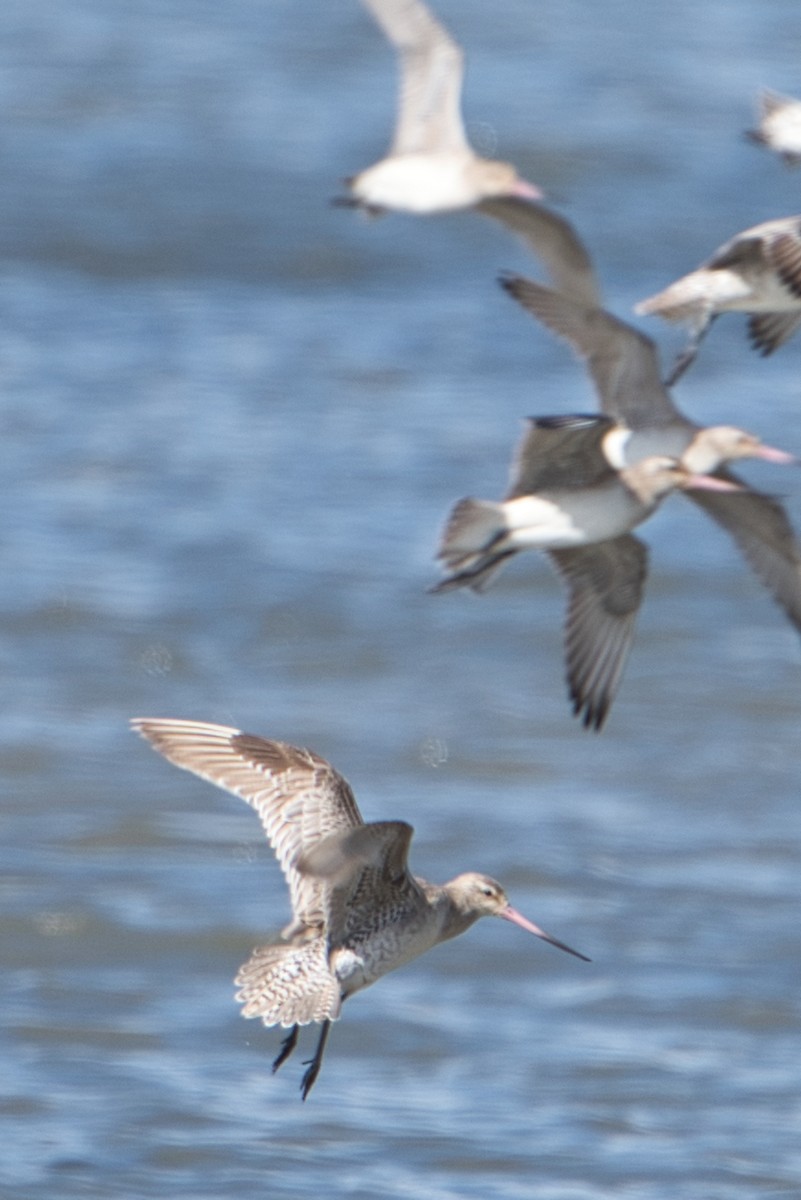 Bar-tailed Godwit - Helen Leonard