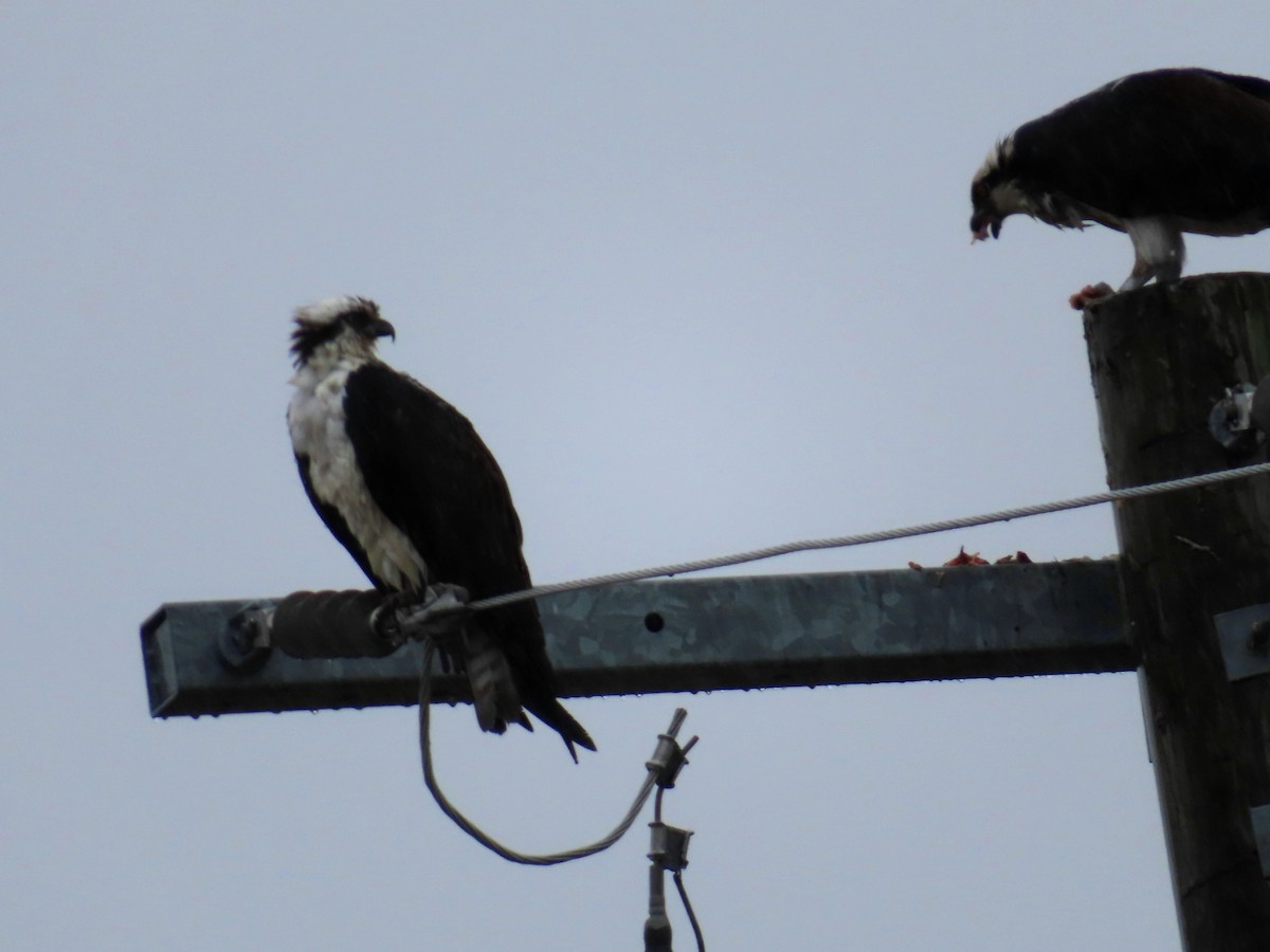 Osprey - Fred Urie