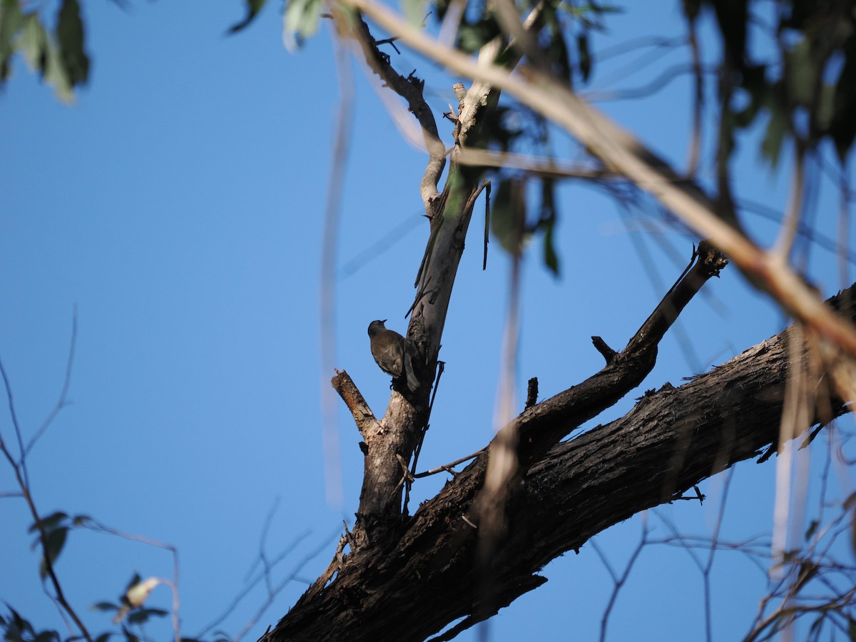 White-throated Treecreeper - Stephen Bruce