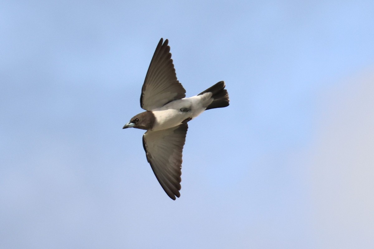 White-breasted Woodswallow - Peter Christiaen