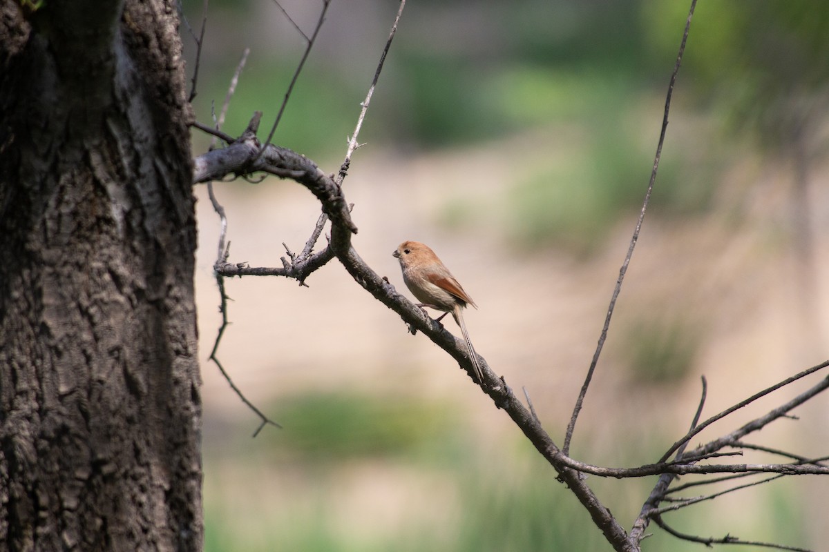 Vinous-throated Parrotbill - Grady Singleton