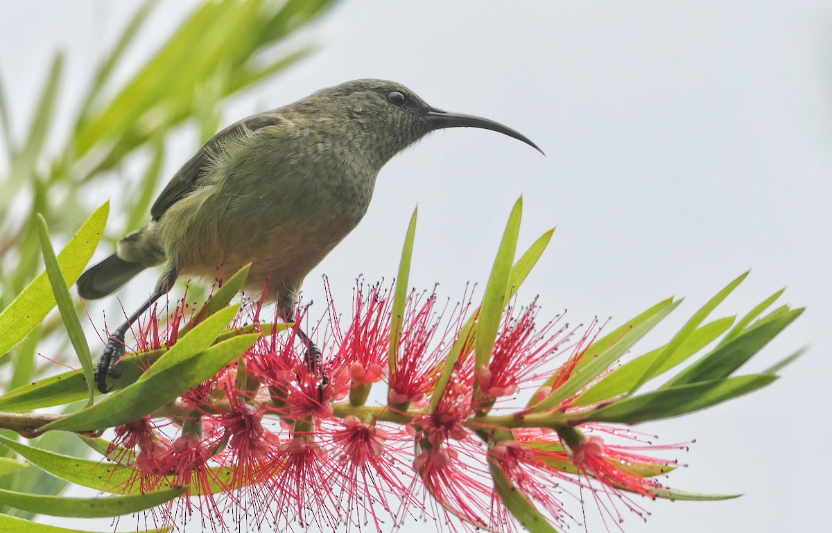 Greater Double-collared Sunbird - Hubert Söhner