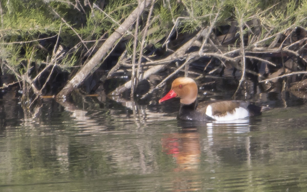 Red-crested Pochard - Jesús Iglesias