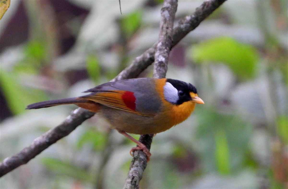 Silver-eared Mesia - ML618254700