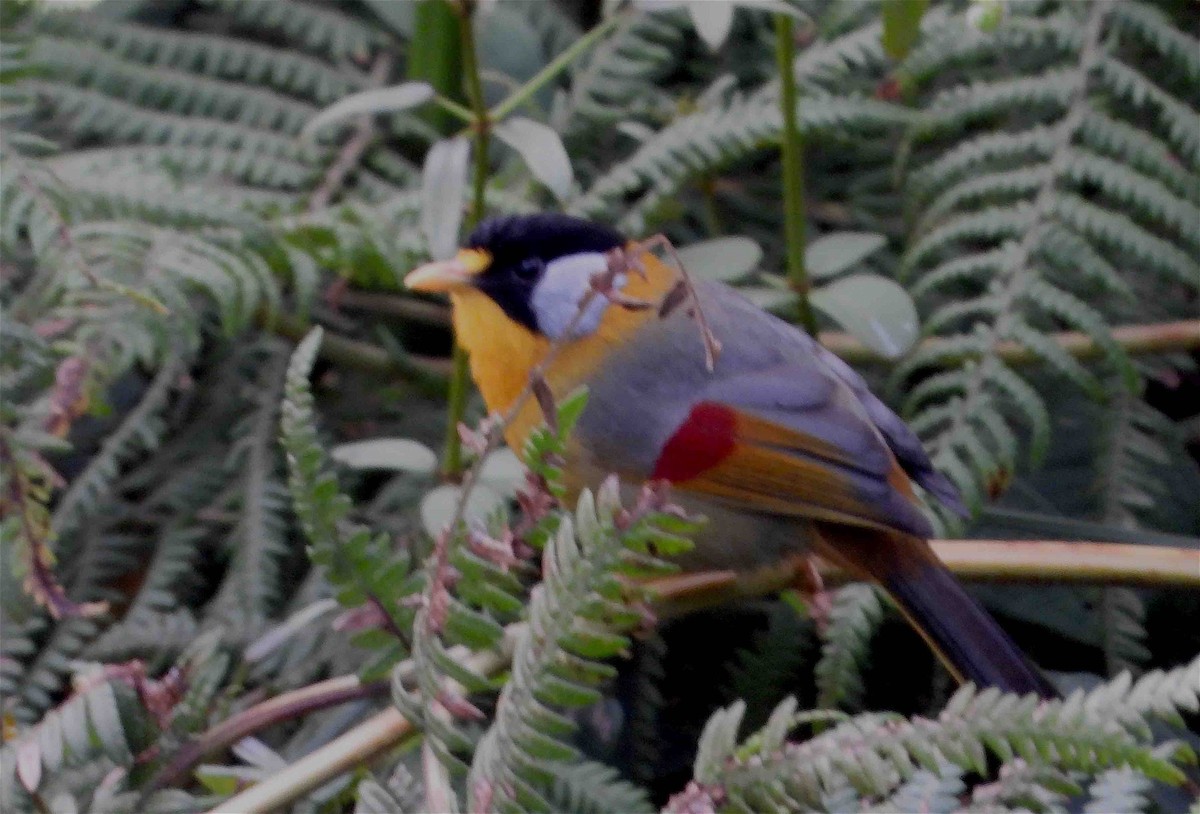 Silver-eared Mesia - ML618254701