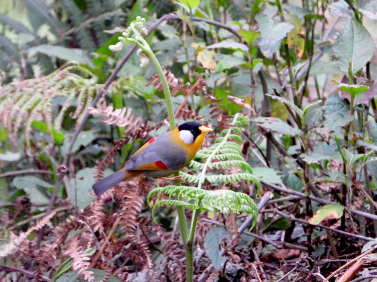 Silver-eared Mesia - Beena Menon