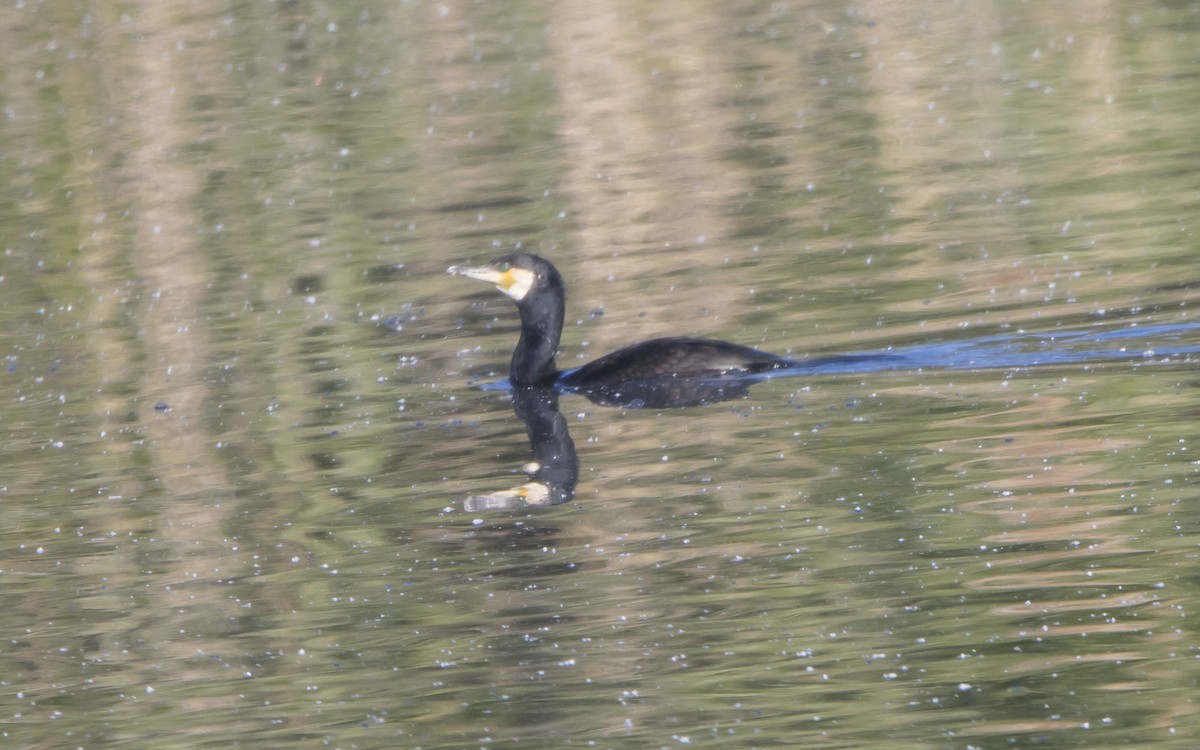 Great Cormorant - Jesús Iglesias