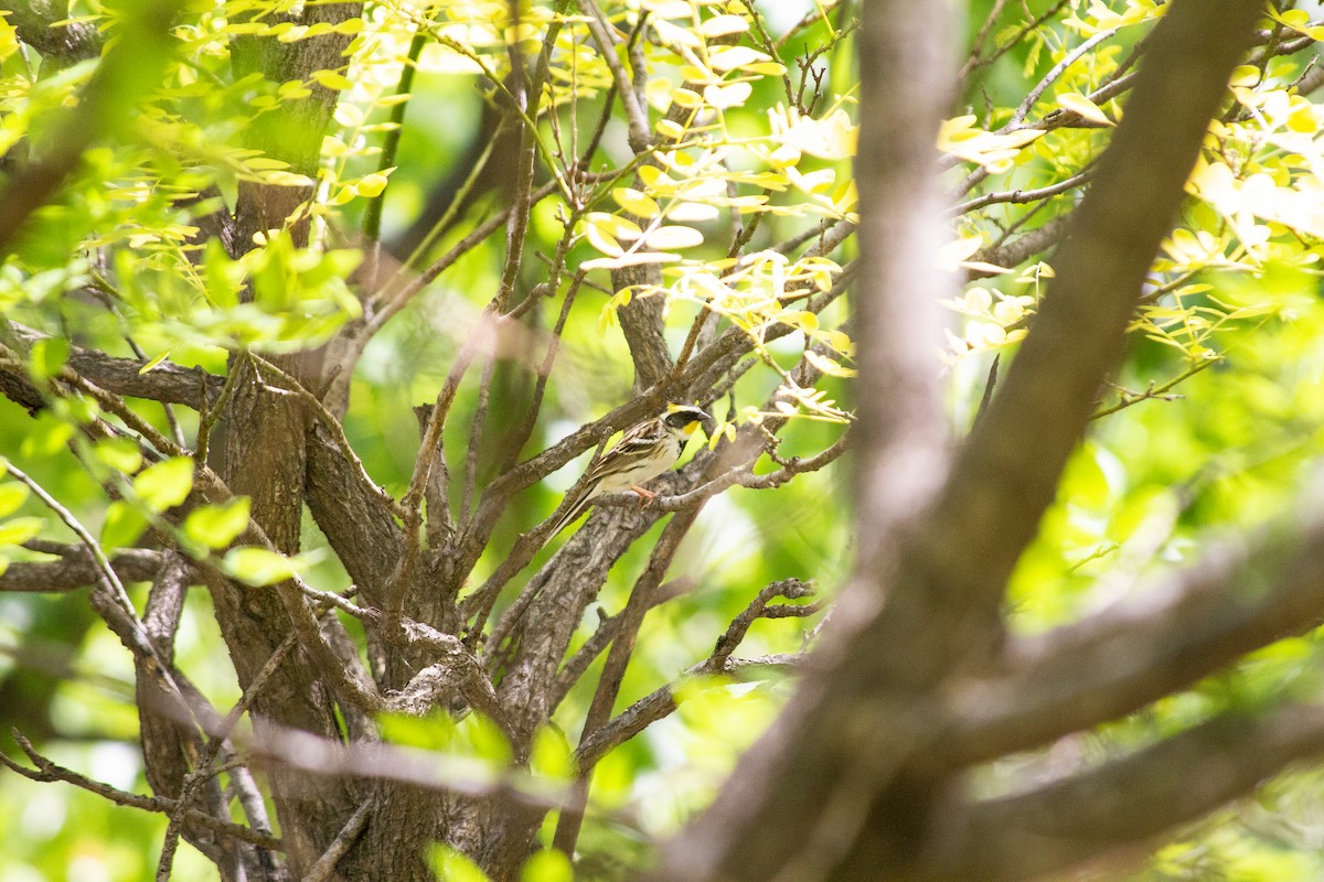 Yellow-throated Bunting - ML618254730