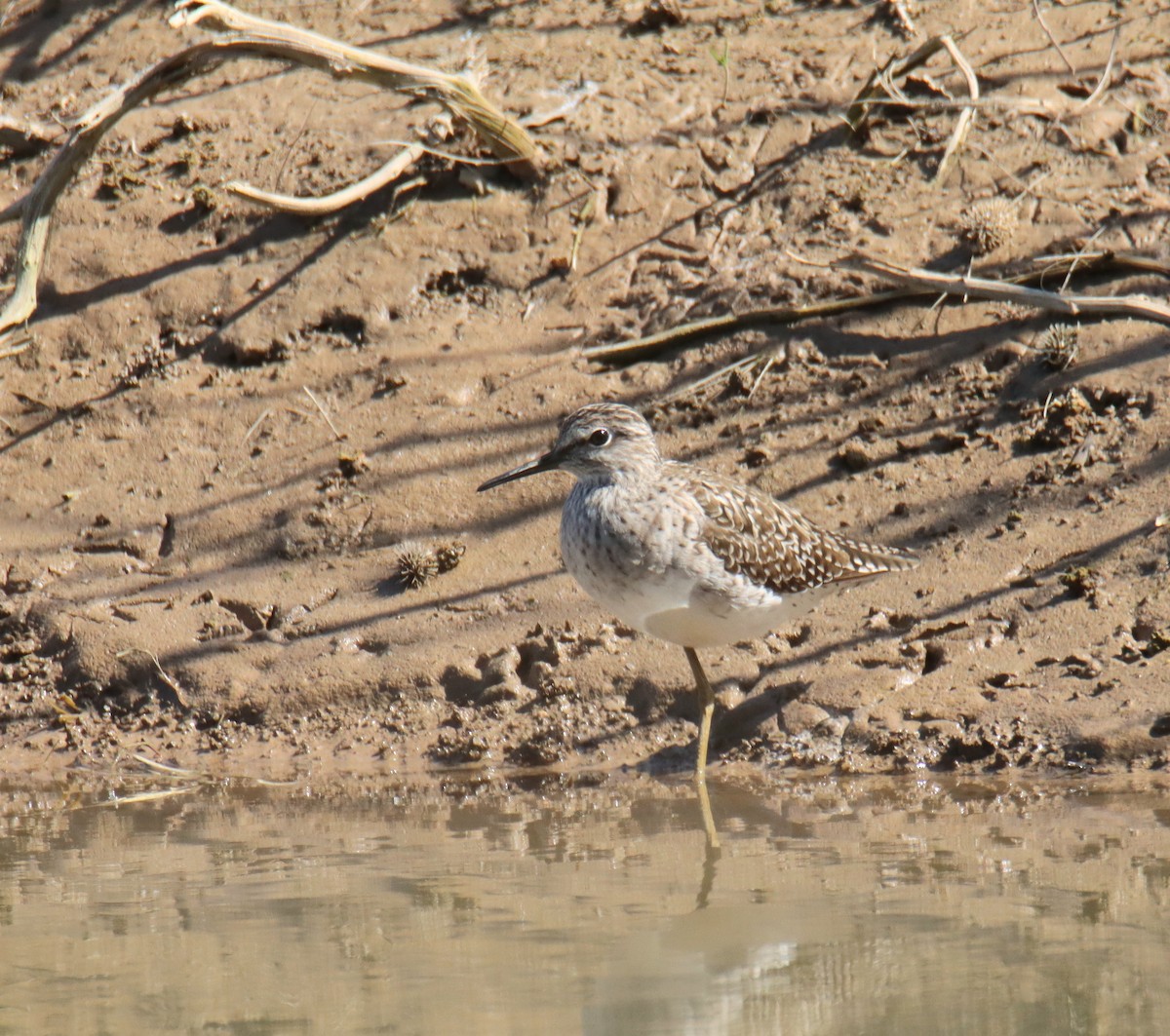 Wood Sandpiper - ML618254740