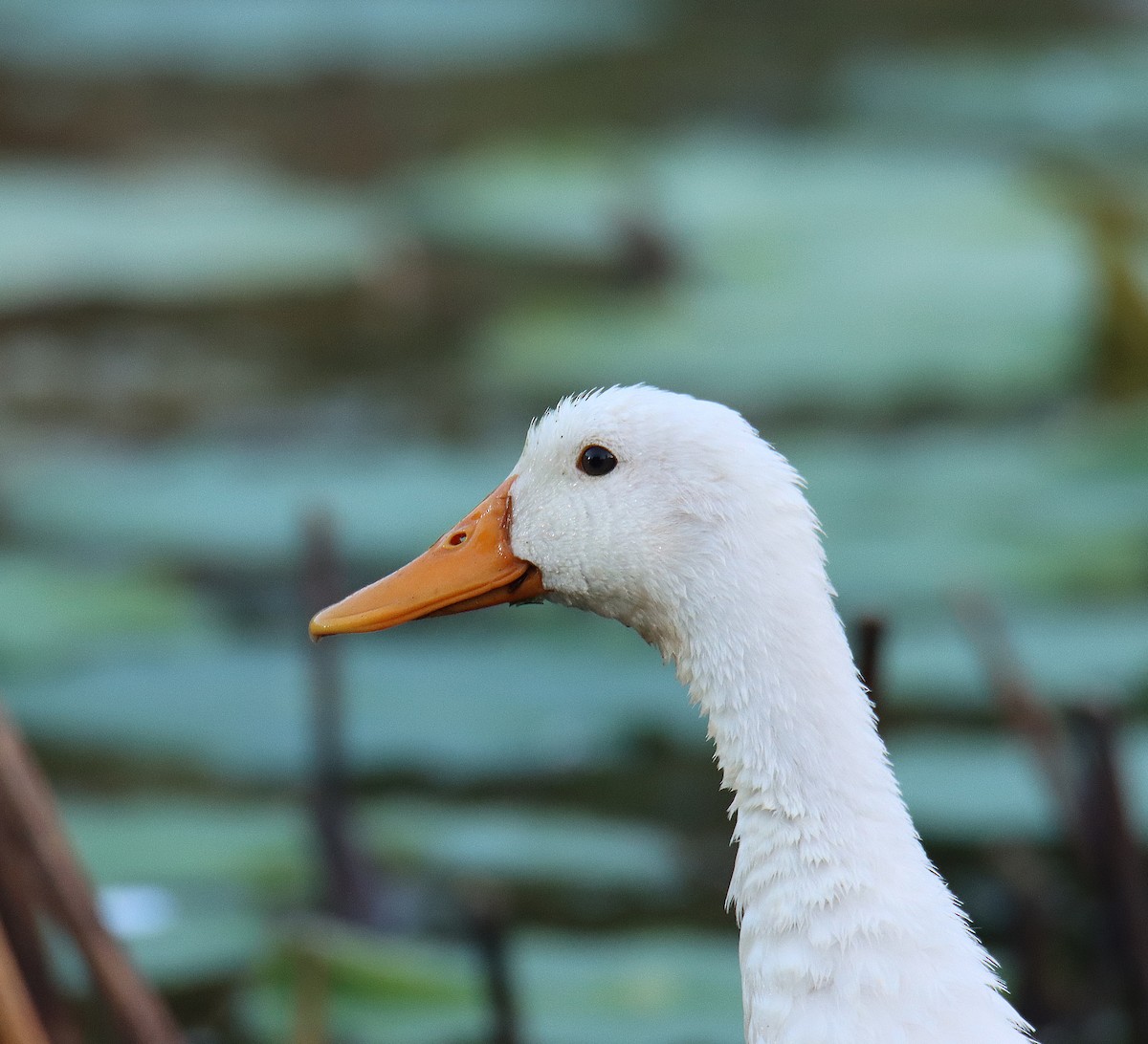 Mallard (Domestic type) - משה נאמן