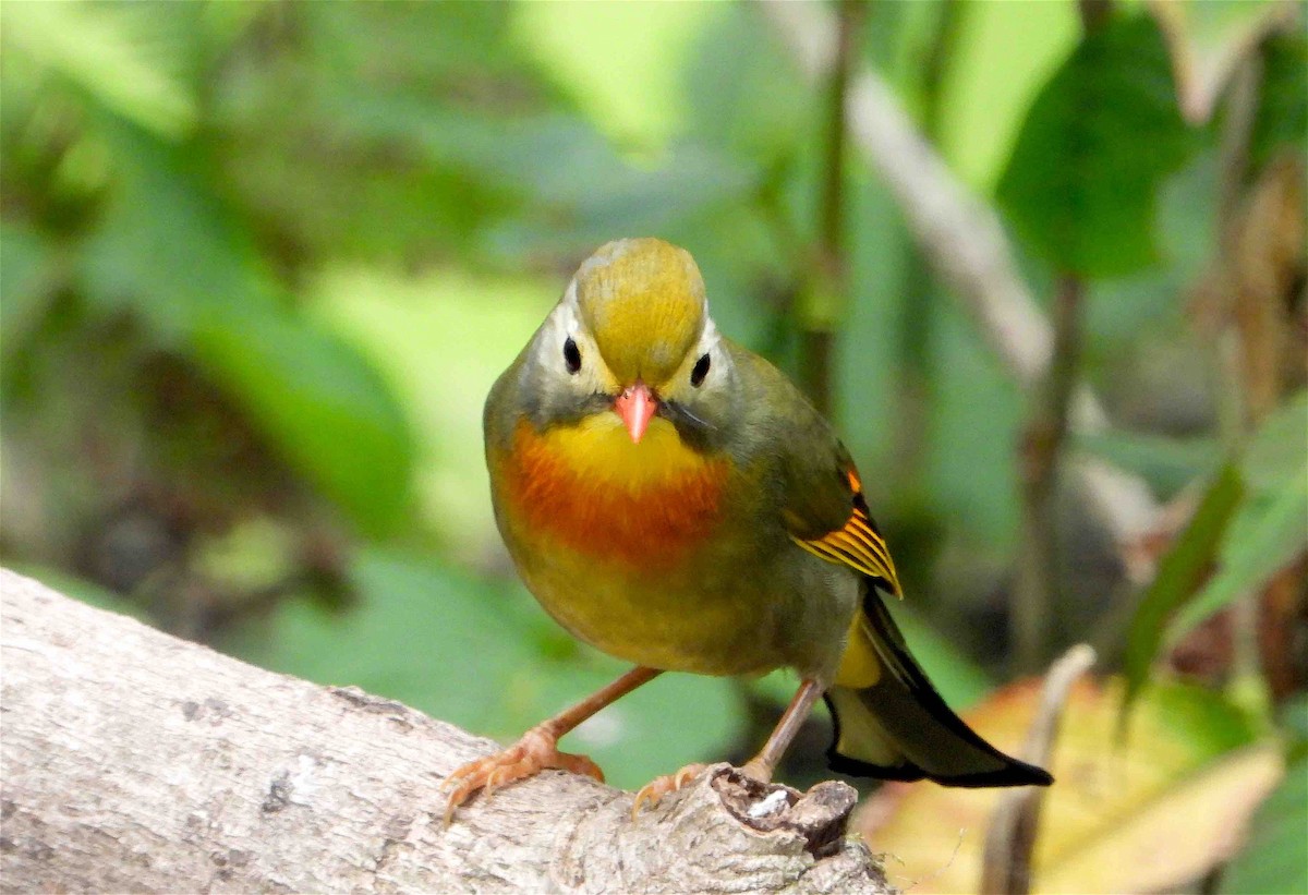 Red-billed Leiothrix - ML618254762