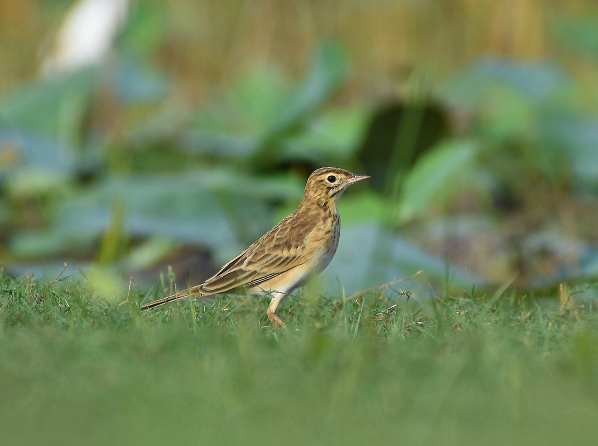 Richard's Pipit - ML618254777