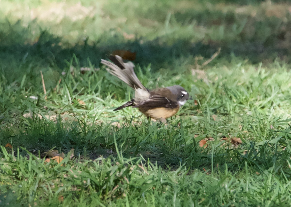 New Zealand Fantail - Yvonne van Netten