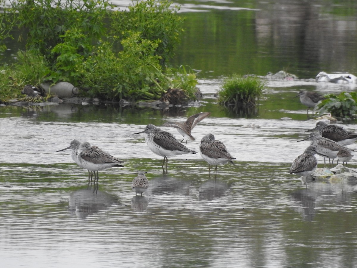 Common Greenshank - Philip Steiner