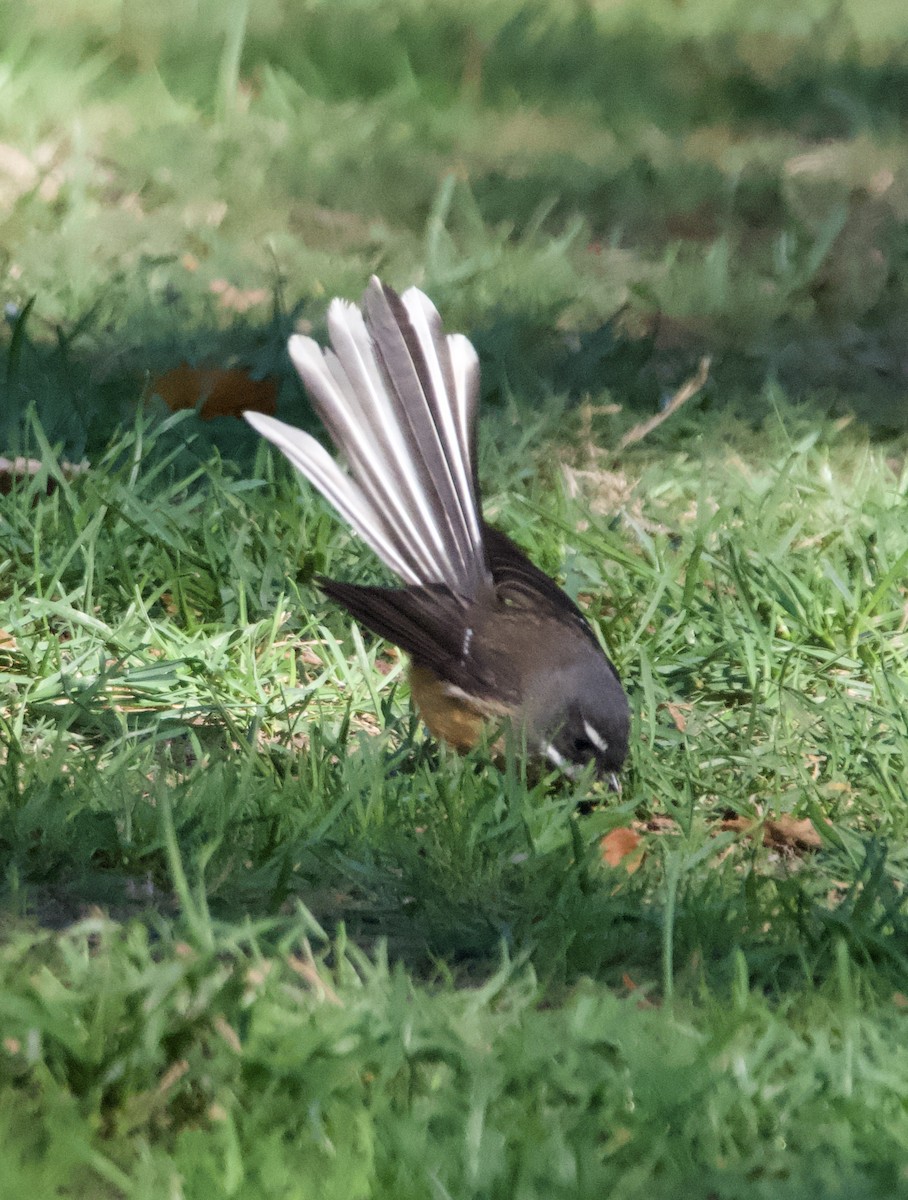 New Zealand Fantail - Yvonne van Netten