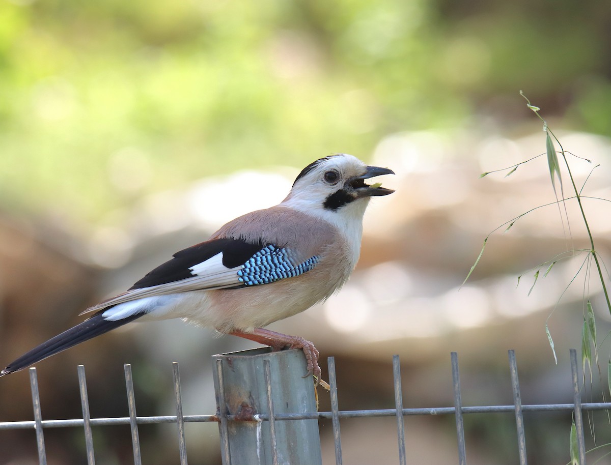 Eurasian Jay (Black-capped) - משה נאמן