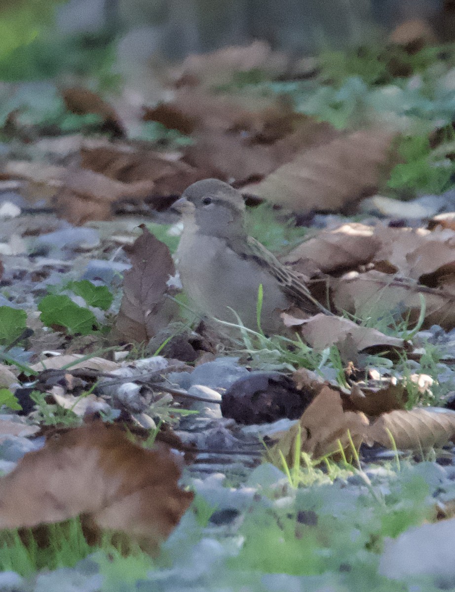 House Sparrow - Yvonne van Netten