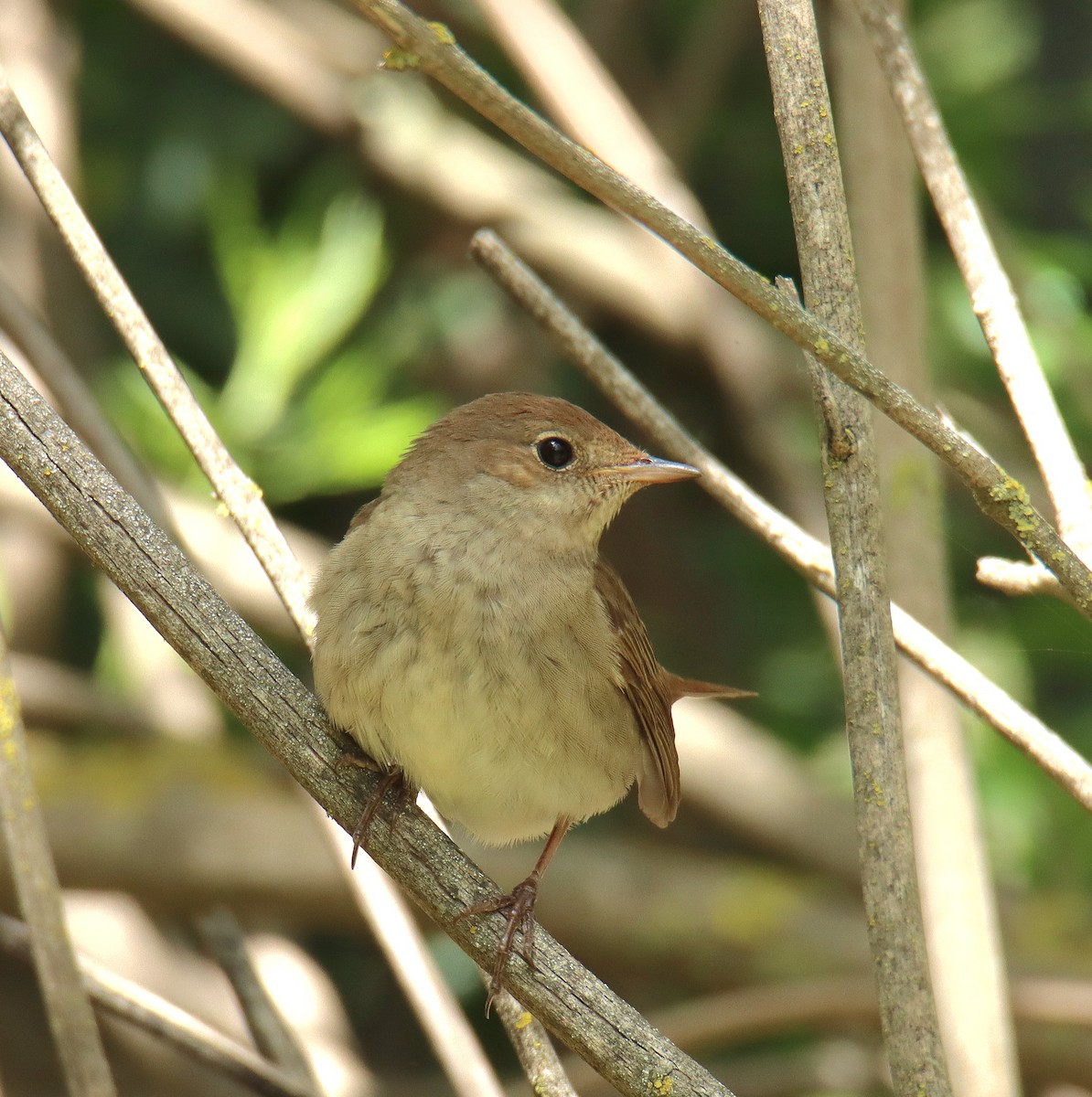 Thrush Nightingale - משה נאמן