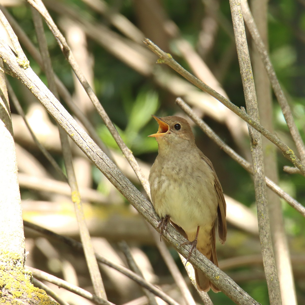 Thrush Nightingale - משה נאמן