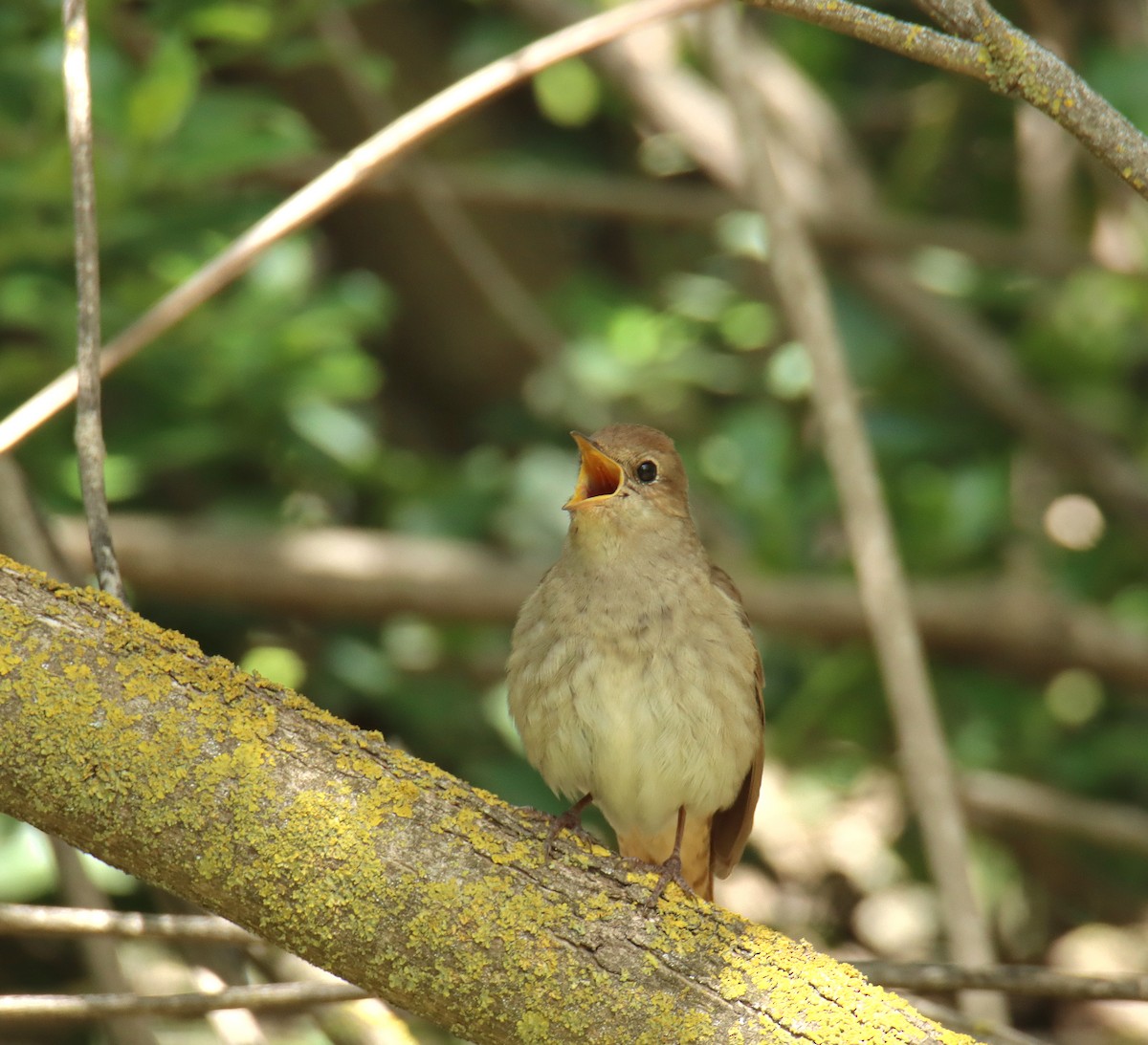 Thrush Nightingale - ML618254805