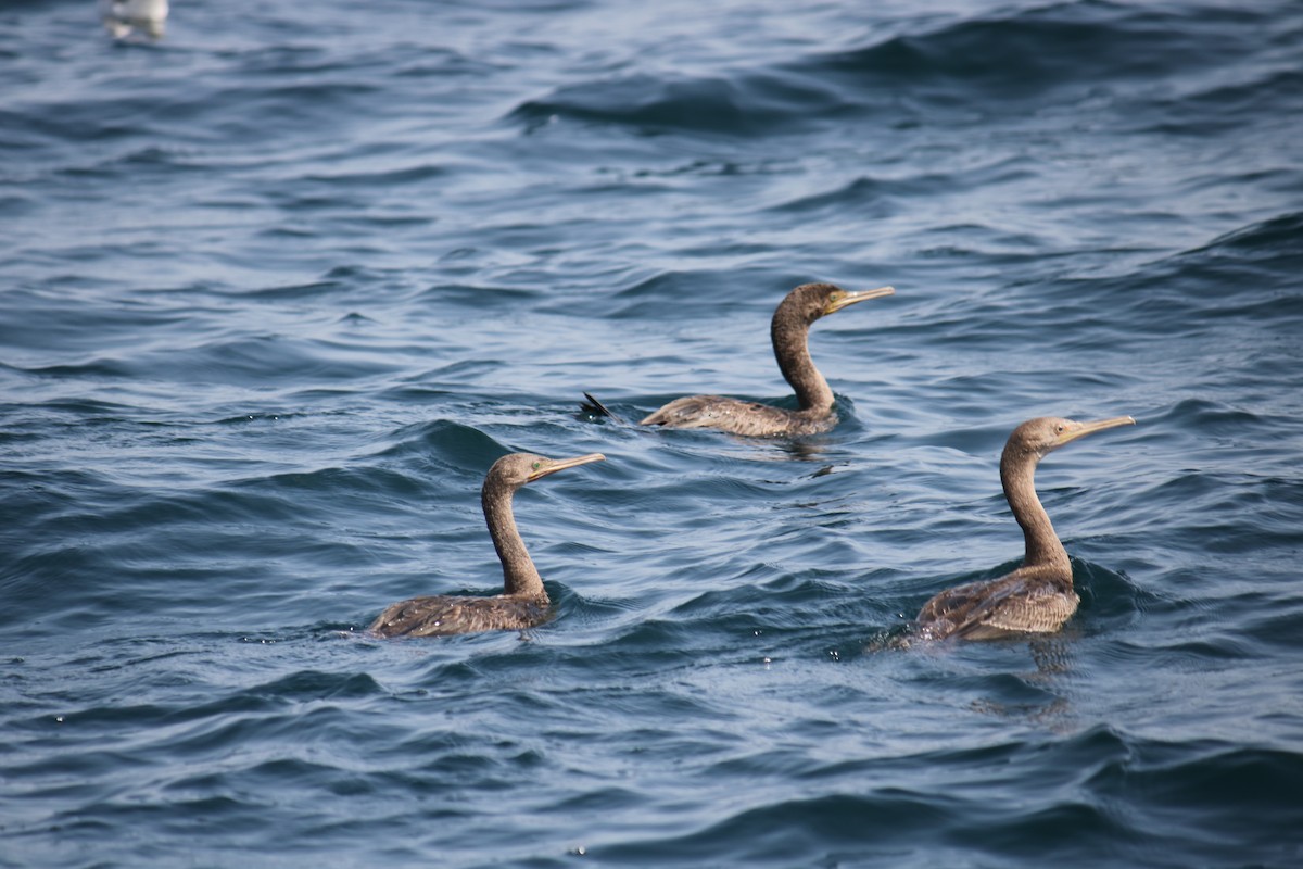 Great Cormorant - Deepak Gujar