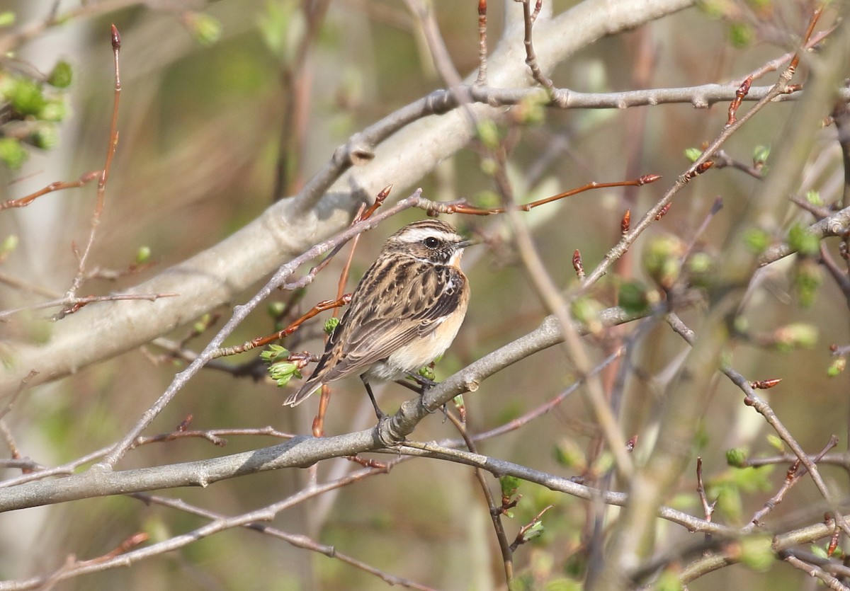 Whinchat - ML618254829