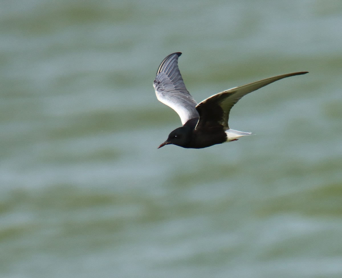 White-winged Tern - ML618254857