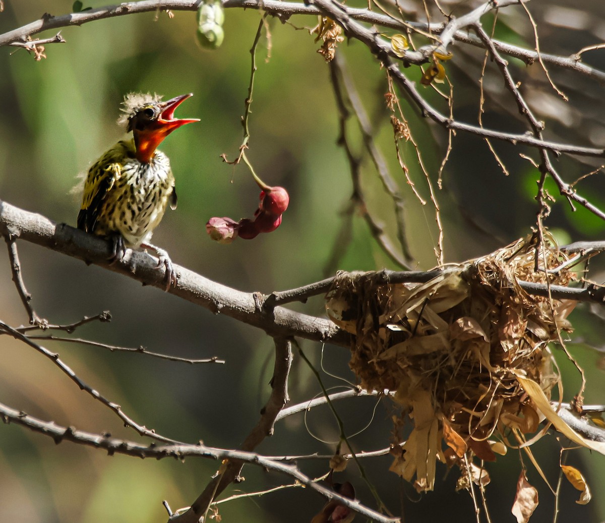 Black-hooded Oriole - Sanjay Gupta