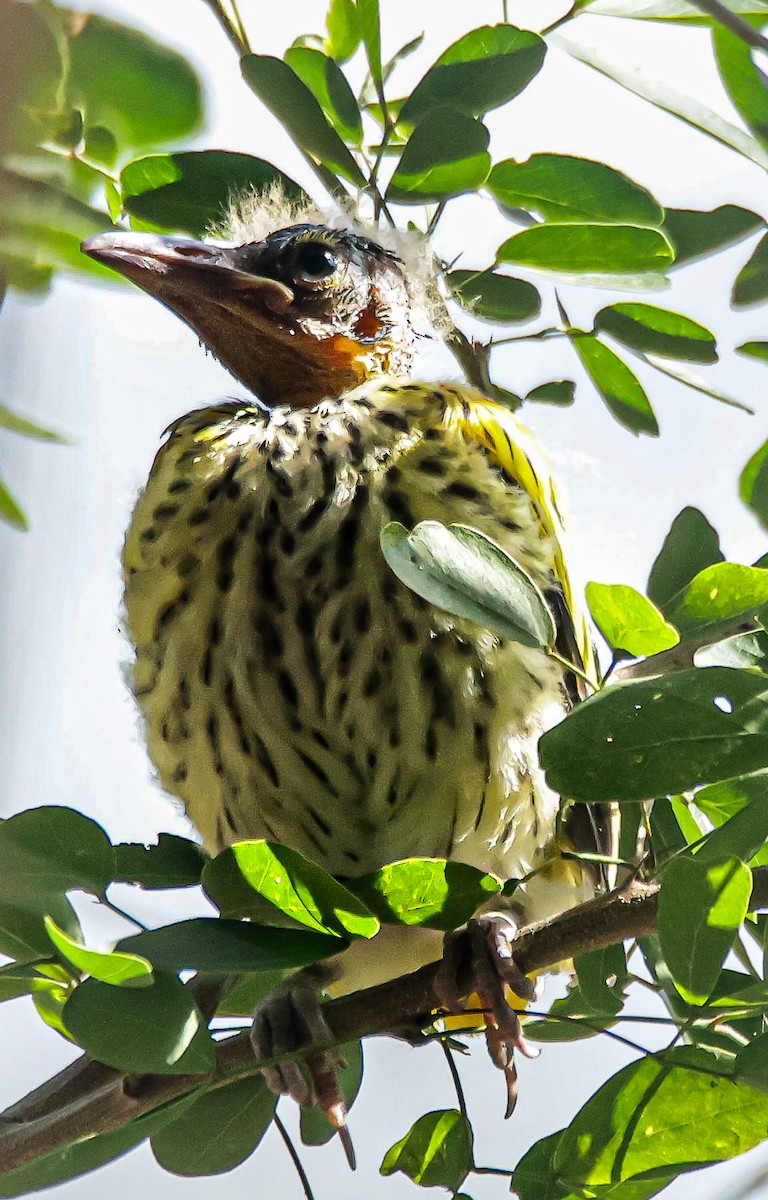 Black-hooded Oriole - Sanjay Gupta