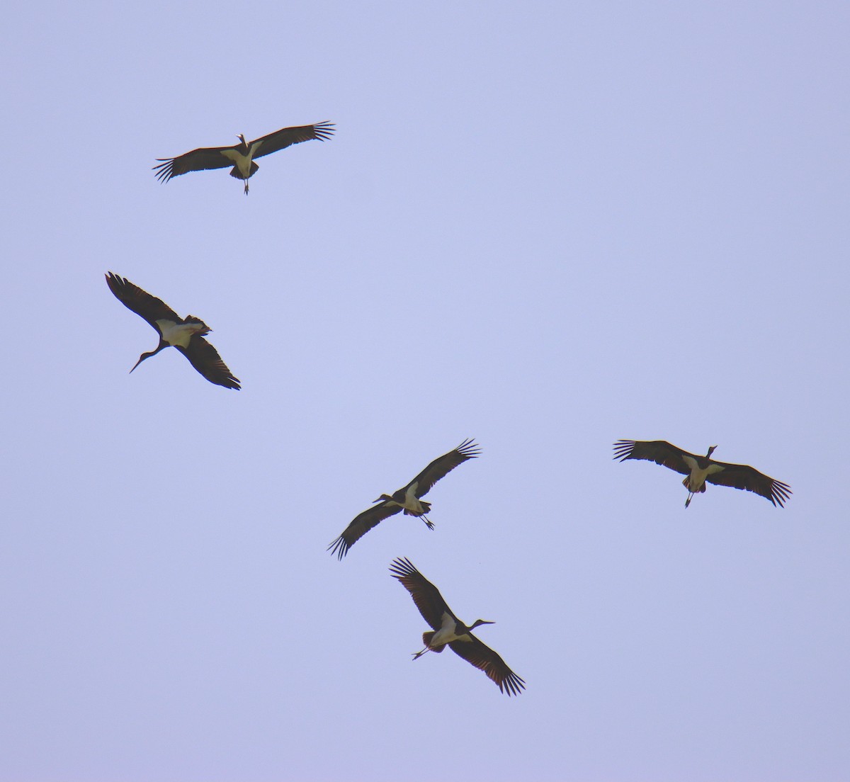 Black Stork - משה נאמן