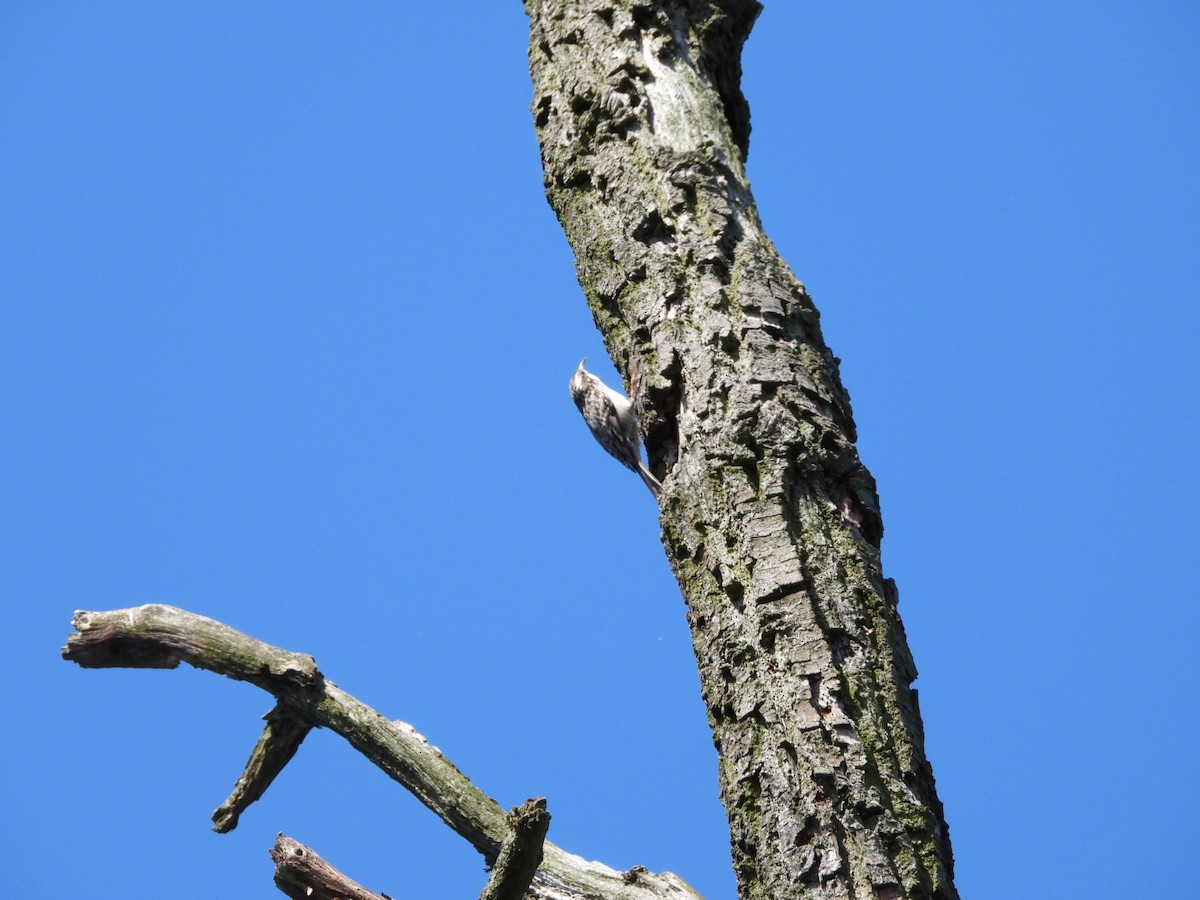 Short-toed Treecreeper - Monika Czupryna