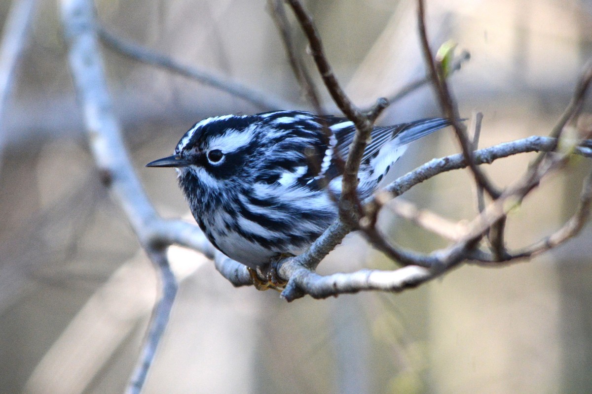 Black-and-white Warbler - Steve Mierzykowski