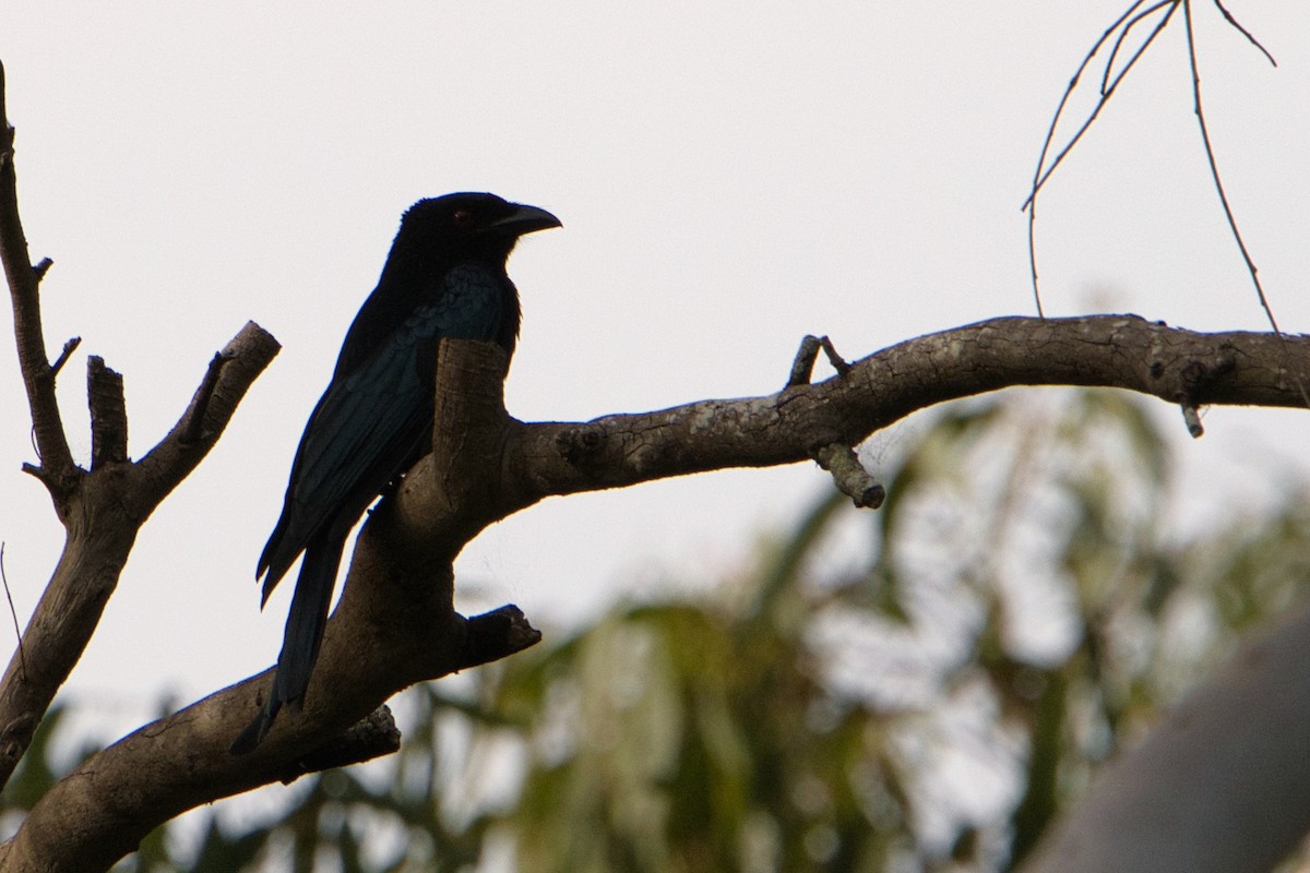 Spangled Drongo - Helen Leonard