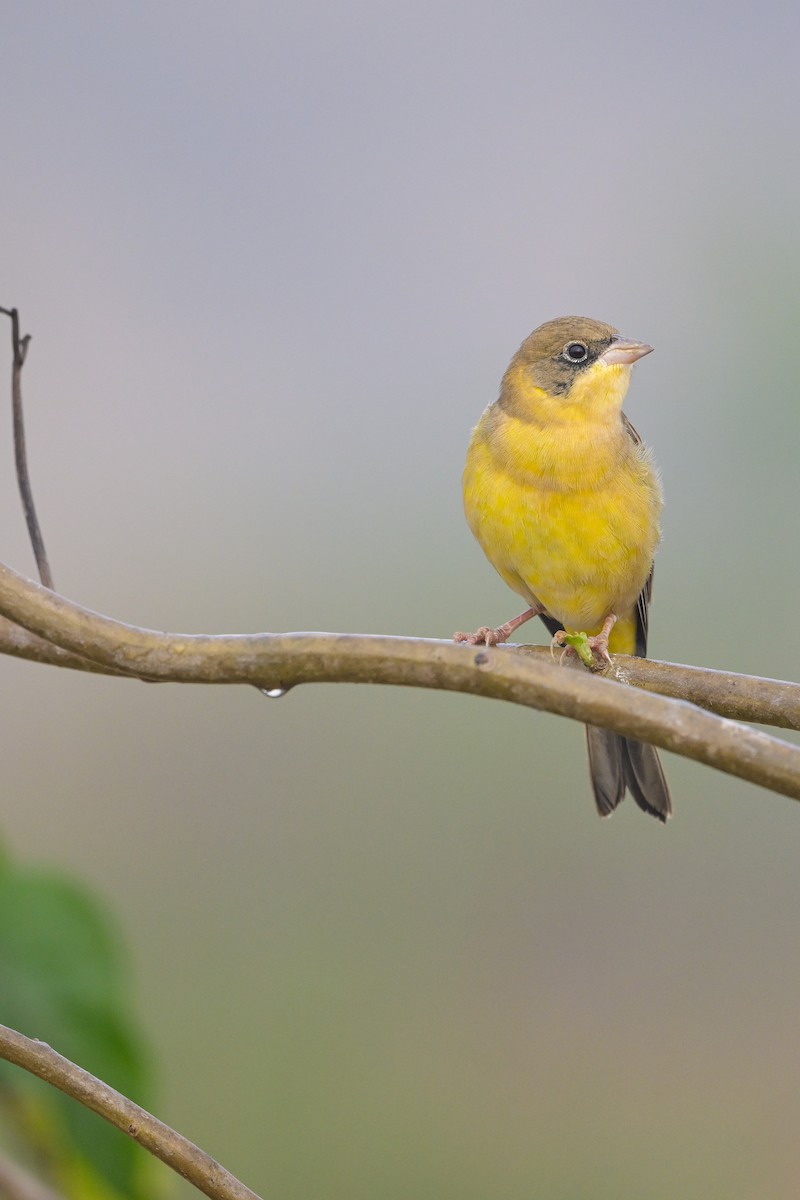 Black-headed Bunting - ML618254969