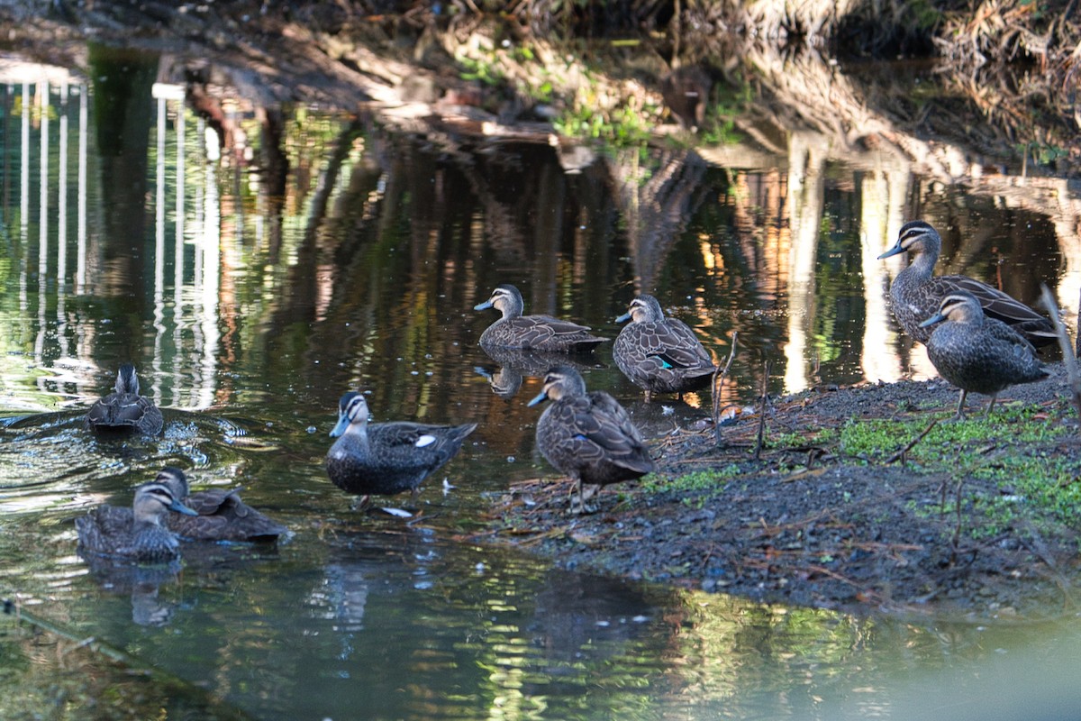 Pacific Black Duck - ML618254976