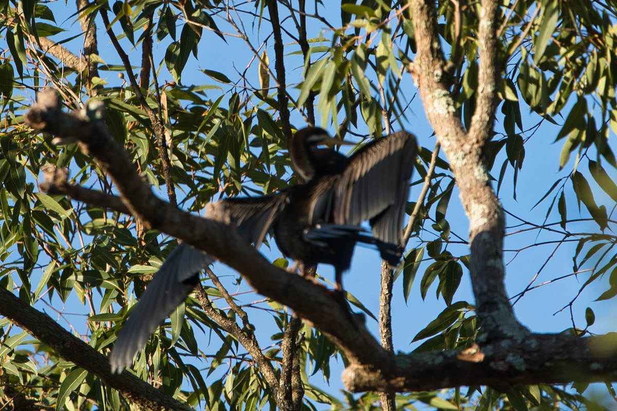 Australasian Darter - ML618254991