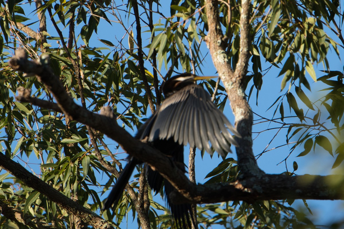 Australasian Darter - ML618254992
