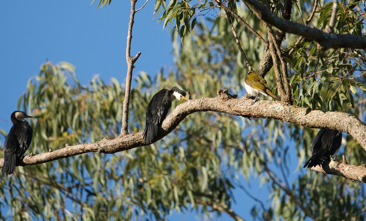 Little Pied Cormorant - Helen Leonard